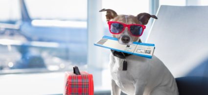 Volare con cani e gatti: come farli viaggiare in aereo